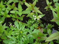 Cardamine amara