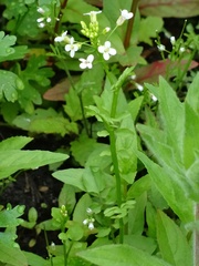 Cardamine amara