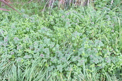 Lamium hybridum