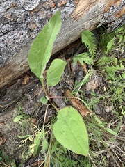 Mertensia paniculata