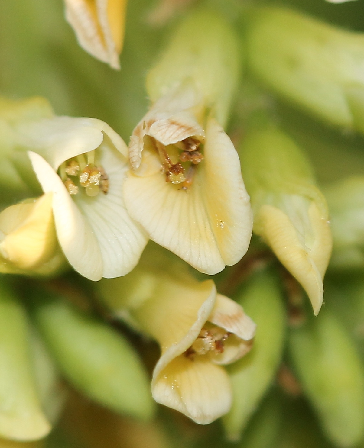 Indian Rosewood (Dalbergia sissoo)  iNaturalist