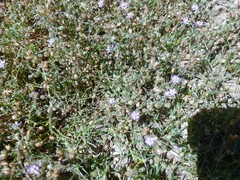 Spergularia bocconei