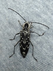 Sarosesthes fulminans