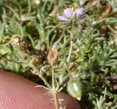 Spergularia bocconei