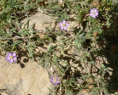 Spergularia bocconei