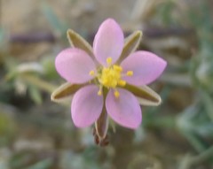 Spergularia bocconei