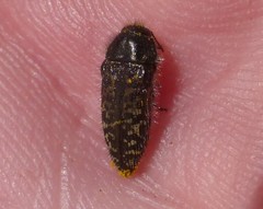 Acmaeodera