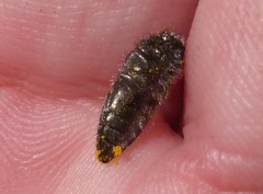 Acmaeodera