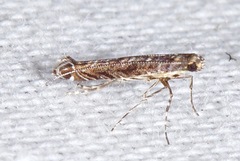 Neurobathra strigifinitella