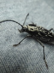 Sarosesthes fulminans