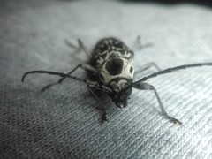 Sarosesthes fulminans