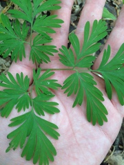 Dicentra