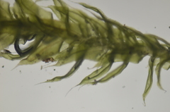 Claopodium bolanderi