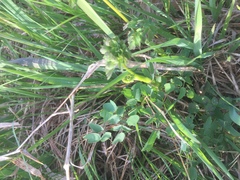 Thalictrum dasycarpum