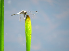 Leucorrhinia frigida