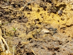 Arigomphus villosipes