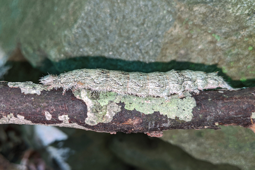 Clouded Underwing photo 3