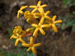 Manulea parviflora