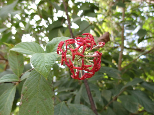 Image of Arachnothryx leucophylla by (c) Alexis López Hernández, some rights reserved (CC BY)