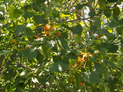 Puccinia coronata