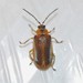 Cella Beetles - Photo (c) Andrey Danilin, some rights reserved (CC BY-NC), uploaded by Andrey Danilin