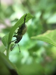 Naupactus femoratus