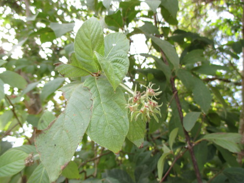 Arachnothryx leucophylla