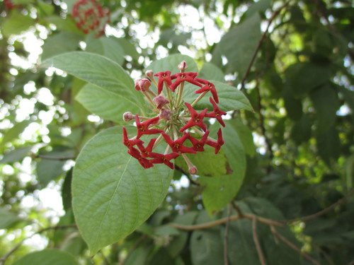 Arachnothryx leucophylla
