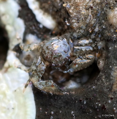 Petrolisthes manimaculis