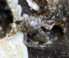 Petrolisthes manimaculis