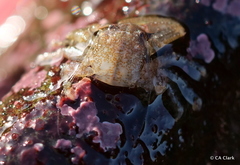 Petrolisthes manimaculis