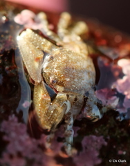 Petrolisthes manimaculis