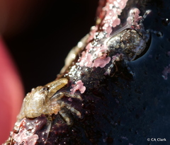 Petrolisthes manimaculis