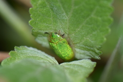 Enagria ovata