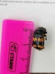 Nicrophorus vespillo