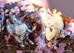 Petrolisthes manimaculis