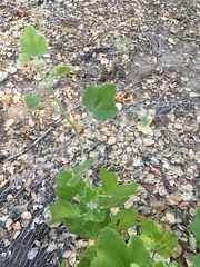 Malacothamnus clementinus