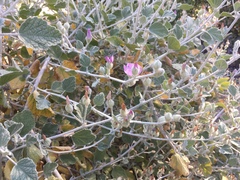 Malacothamnus arcuatus