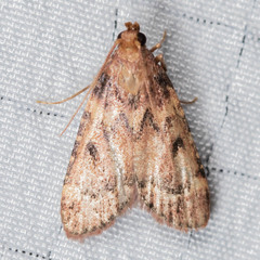 Aglossa disciferalis