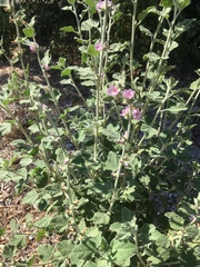 Malacothamnus arcuatus