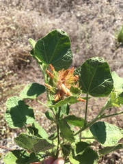 Malacothamnus lucianus