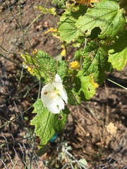 Malacothamnus involucratus