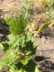 Malacothamnus involucratus