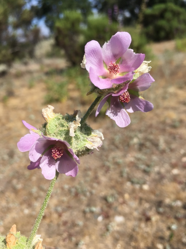 starry-tentacled bushmallow