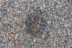 Incilius marmoreus