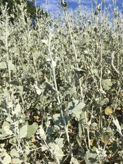 Malacothamnus abbottii