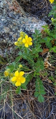 Potentilla concinna
