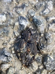 Zopheridae