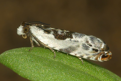 Ancylis nubeculana
