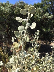 Malacothamnus jonesii